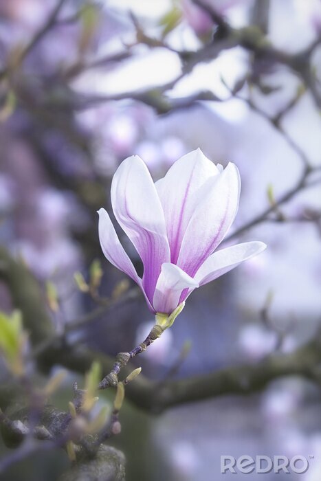 Sticker  Photographie d'un seul magnolia