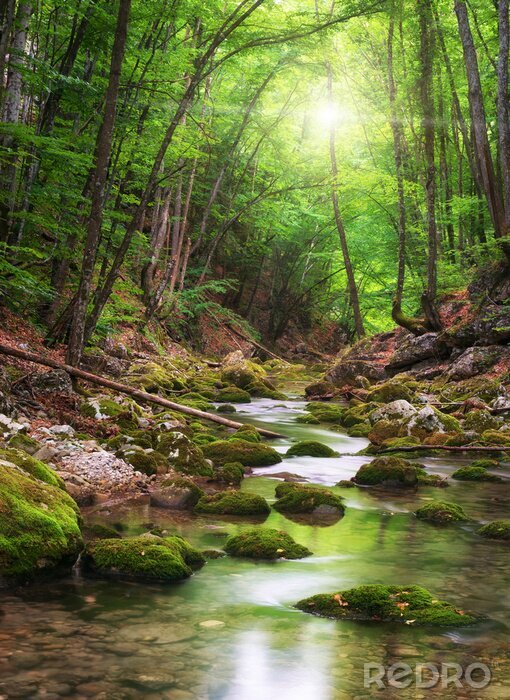 Sticker  Photographie d'une rivière en forêt