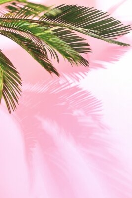 Photographie de feuilles de palmier