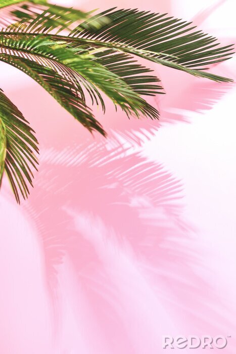 Sticker  Photographie de feuilles de palmier