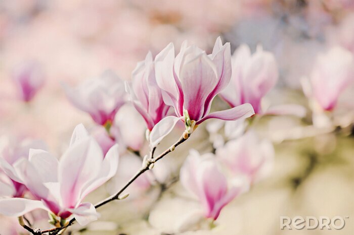 Sticker  Photographie de magnolias en fleurs