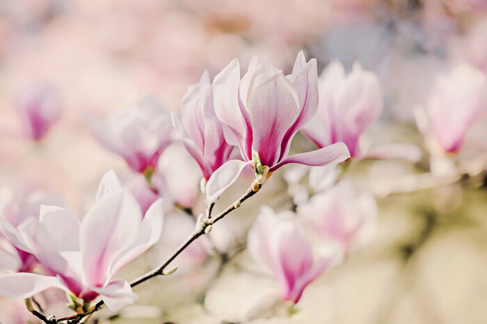 Sticker  Photographie de magnolias en fleurs
