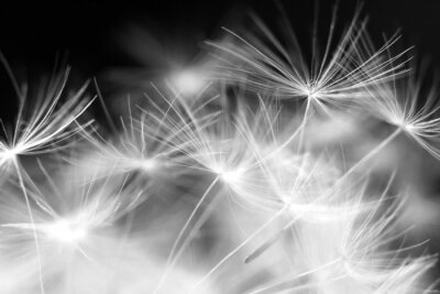 Photographie en noir et blanc de graines de pissenlit