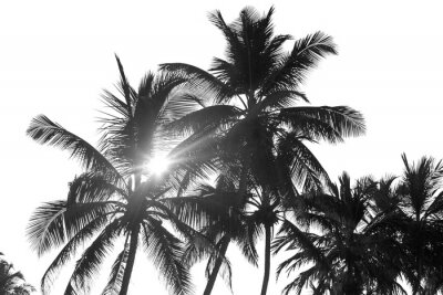 Photographie noir et blanc de palmiers et de soleil