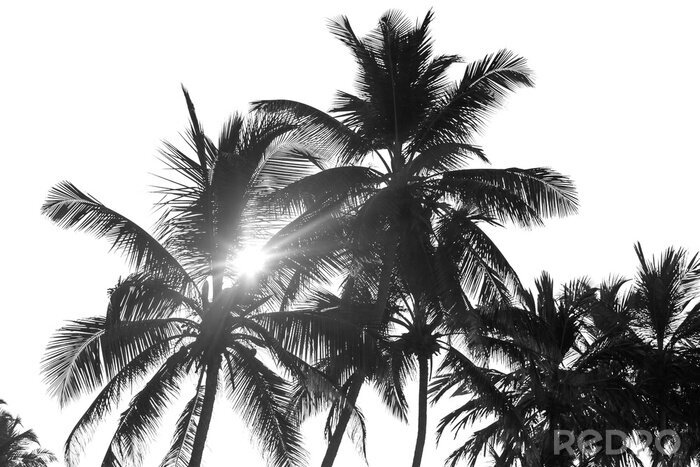 Sticker  Photographie noir et blanc de palmiers et de soleil
