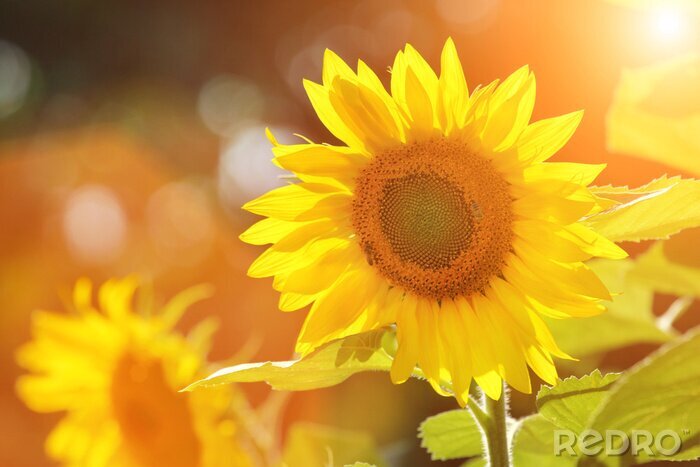 Sticker  Photographie solaire avec un tournesol