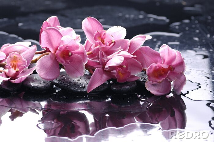 Sticker  Pierre Zen et orchidée rose avec des gouttes d'eau