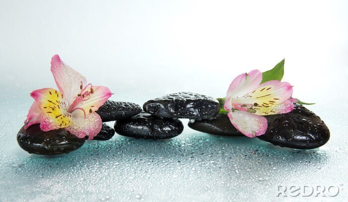 Sticker  Pierres et de fleurs alstroemeria dans des gouttes d'eau