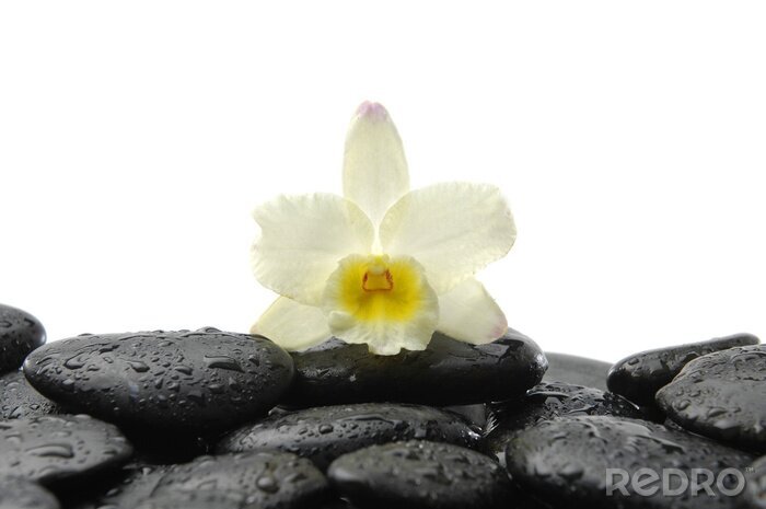 Sticker  pierres noires et orchidées avec la réflexion