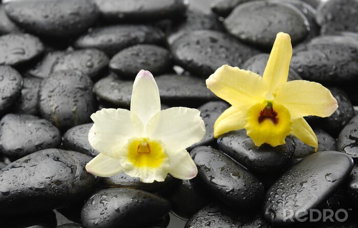 Sticker  pierres noires et rose orchidée
