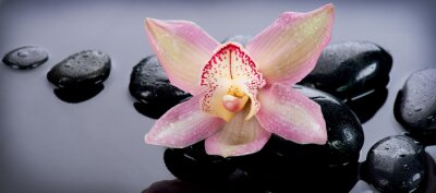 Pierres zen et fleur d'orchidée. Massage aux pierres