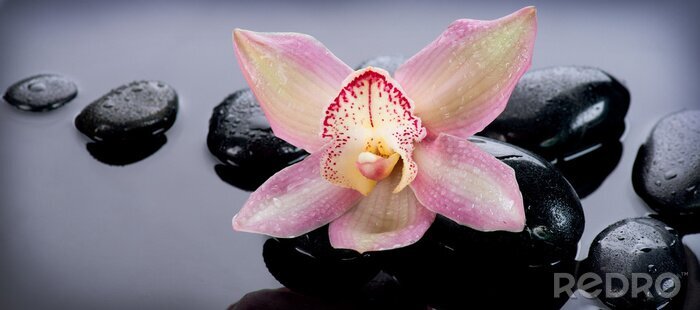 Sticker  Pierres zen et fleur d'orchidée. Massage aux pierres