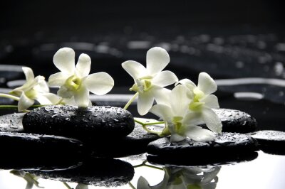 Sticker  Pierres zen et orchidées blanches avec la réflexion