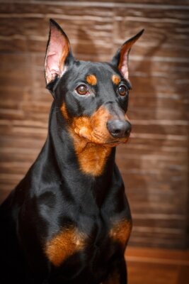 Sticker  Pinscher allemand