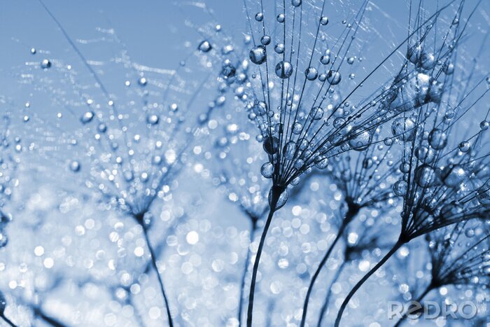 Sticker  Pissenlit à bout portant