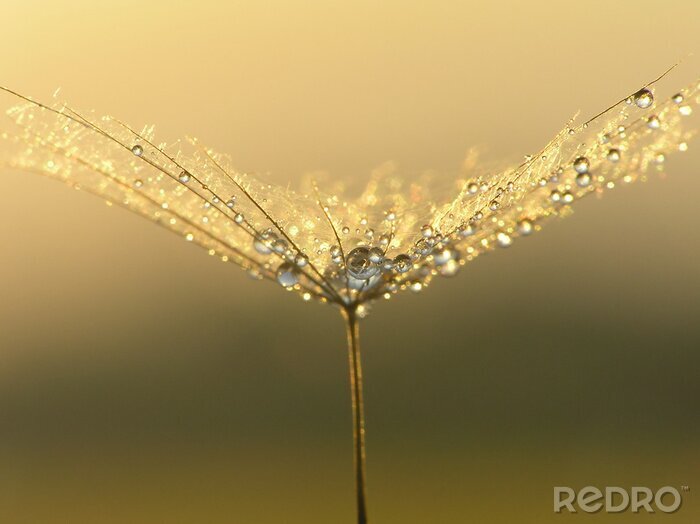 Sticker  Pissenlit recouvert de rosée