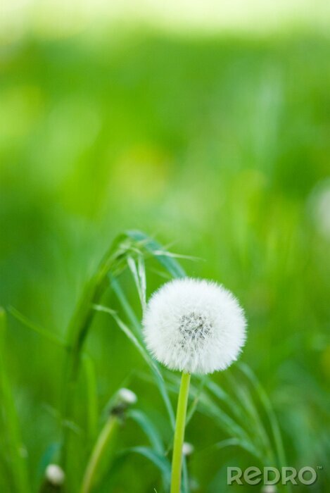 Sticker  Pissenlit sur fond d'herbe