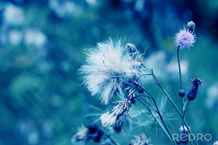 Sticker  Pissenlit sur fond de forêt verte