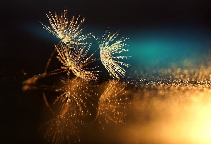 Sticker  Pissenlits avec rosée sur fond coloré