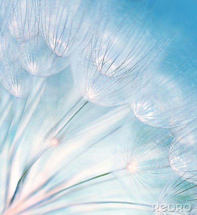 Sticker  Pissenlits pastel sur le ciel