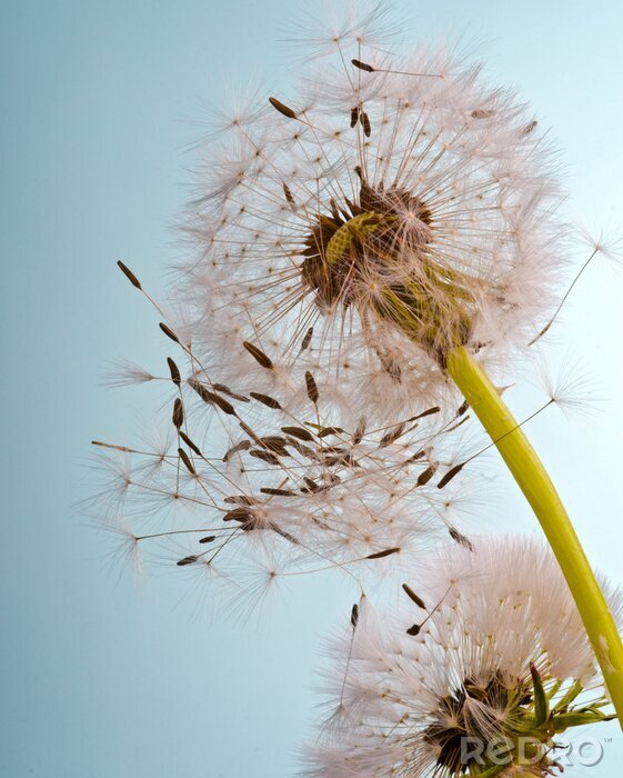 Sticker  Pissenlits vus d'en bas