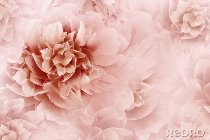 Sticker  Pivoine abstraite rose