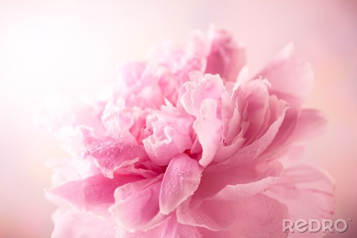 Sticker  Pivoine rose