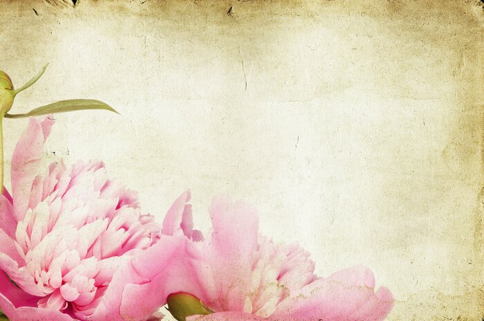 Sticker  Pivoines sur un fond vieilli