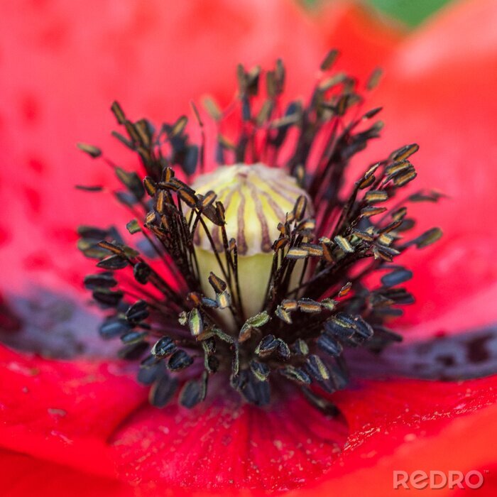 Sticker  Plaisir de pavot