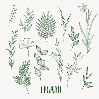 Sticker  Plant nature hand drawn set. Collection botanical element.