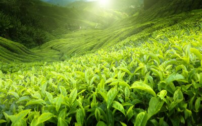 Sticker  Plantation de thé vert en Malaisie