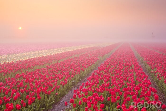 Sticker  Plantation de tulipes rouges