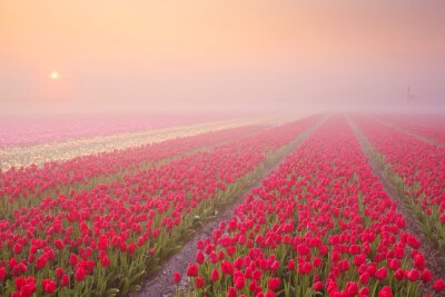 Sticker  Plantation de tulipes rouges