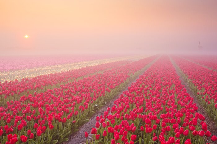 Sticker  Plantation de tulipes rouges