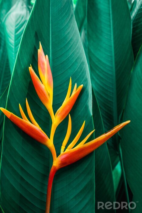 Sticker  Plante exotique à grandes feuilles vertes