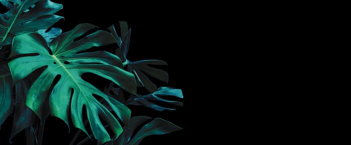 Sticker  Plante Monstera sur fond sombre