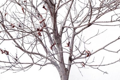 Sticker  Plante séchée isolé sur fond blanc