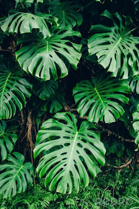 Sticker  Plantes dans un cadre naturel