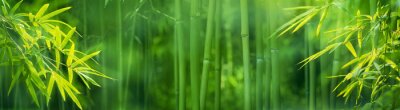 Plantes de bambou vertes