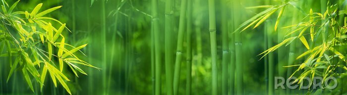 Sticker  Plantes de bambou vertes