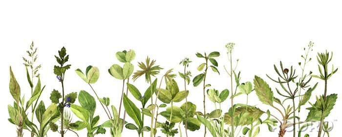 Sticker  Plantes de champ vert