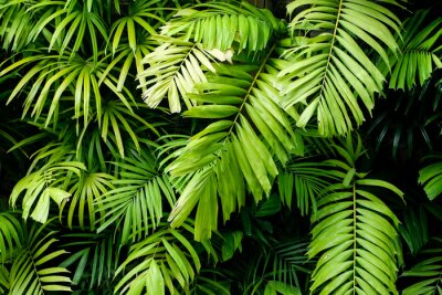 Plantes de jungle vert clair