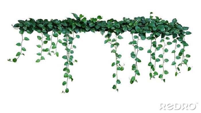 Sticker  Plantes de lierre