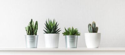 Plantes en pot minimalistes