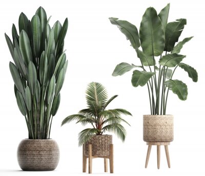 Plantes en pot sur fond blanc