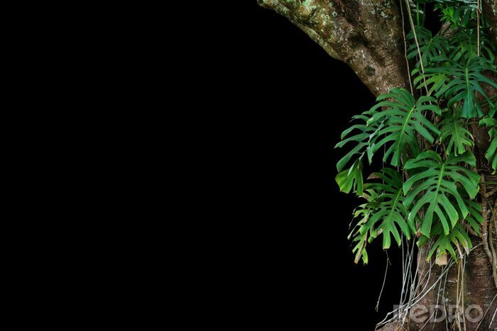 Sticker  Plantes et arbre sur fond noir