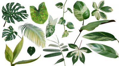 Plantes et feuilles sur fond blanc