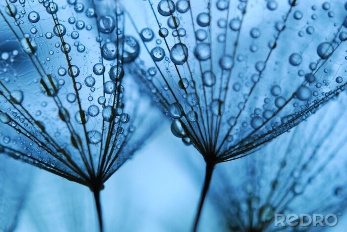 Sticker  Plantes et rosée