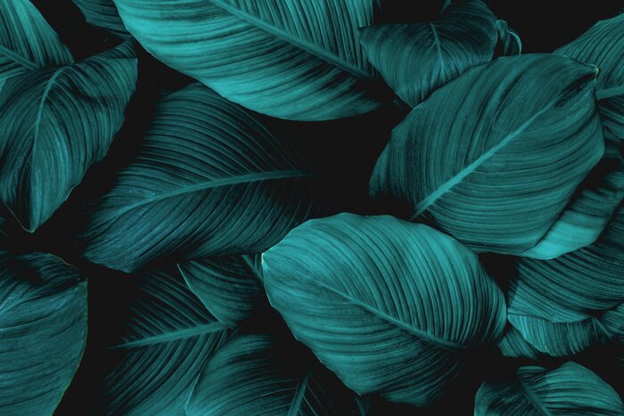 Sticker  Plantes exotiques sombres