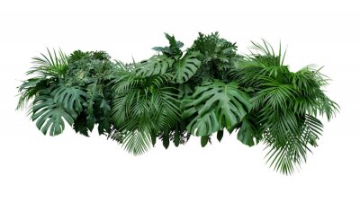 Plantes tropicales à trous